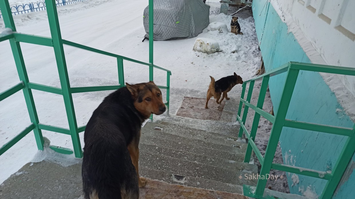 Галина Данчикова внесла в Госдуму законопроект о праве регионов усыплять бездомных животных