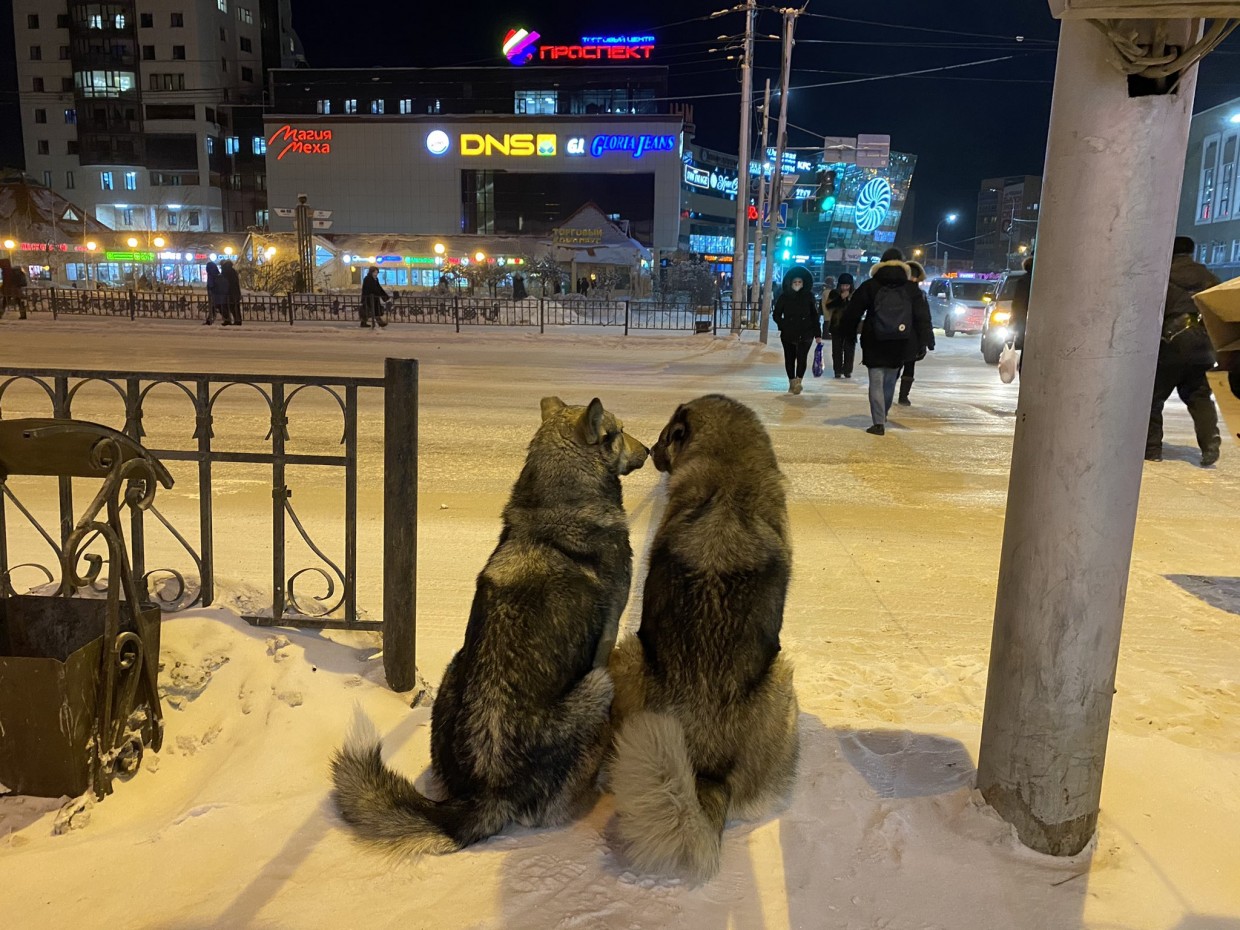 В Якутске сфотографировали влюбленную парочку собак