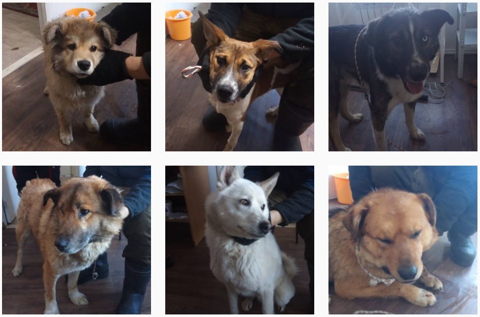 В Пункте передержки безнадзорных животных  Якутска содержатся 297 безнадзорных животных