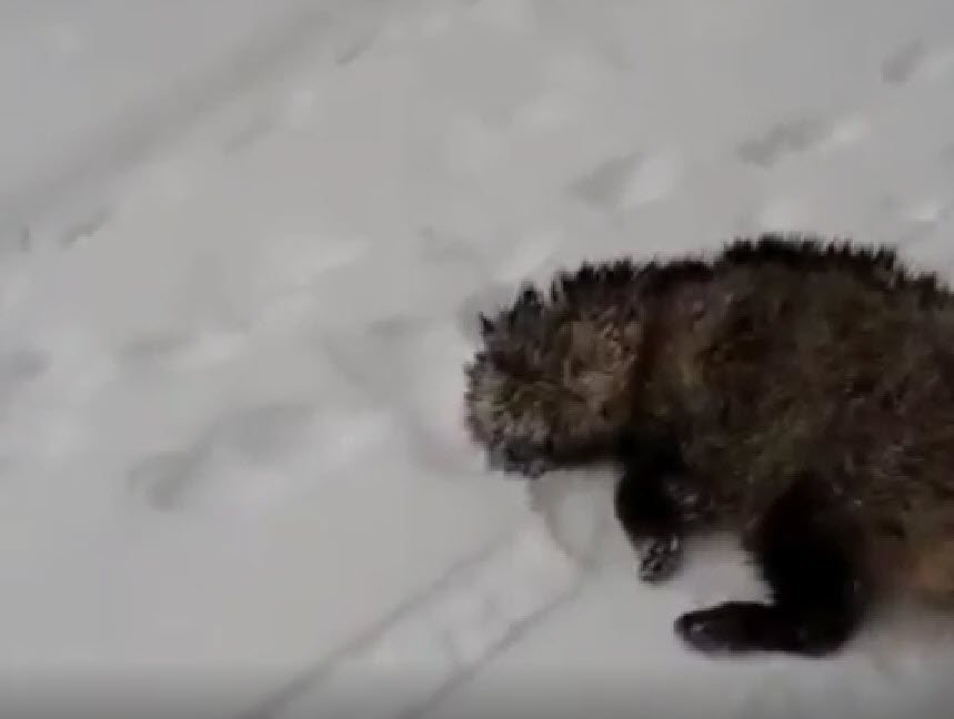 Минэкологии Якутии проводит проверку по факту добычи экзотического животного