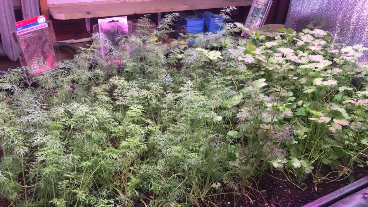 ЦОПП открыл запись на третий поток курса "Сити – фермерство"