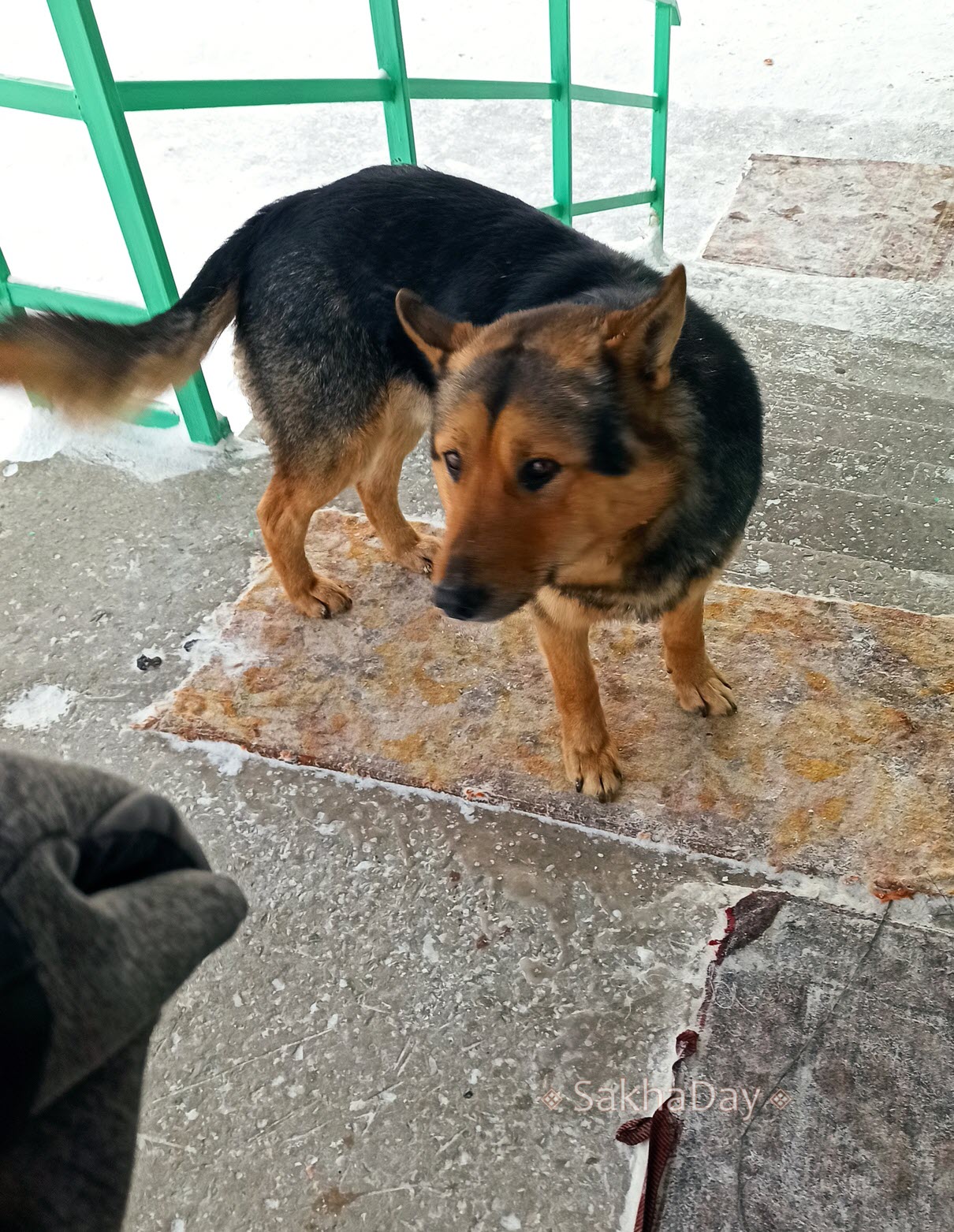 Как в якутских соцсетях отреагировали на отзыв «живодерского» законопроекта?