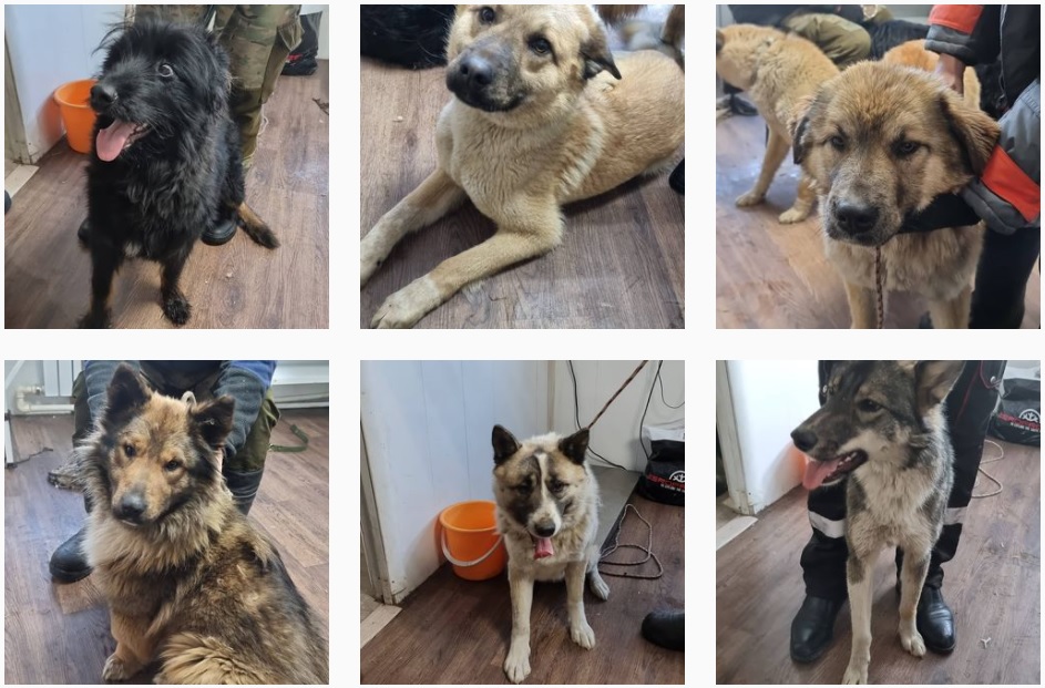 В Пункте передержки безнадзорных животных Якутска содержится 273 собаки