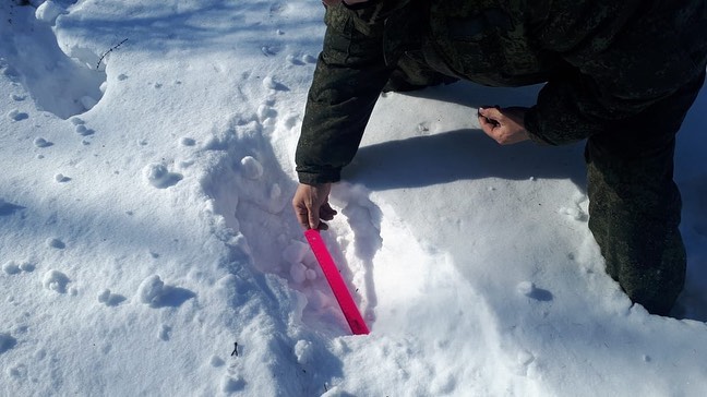 Минэкологии Якутии: белый медведь в Верхоянском улусе не обнаружен