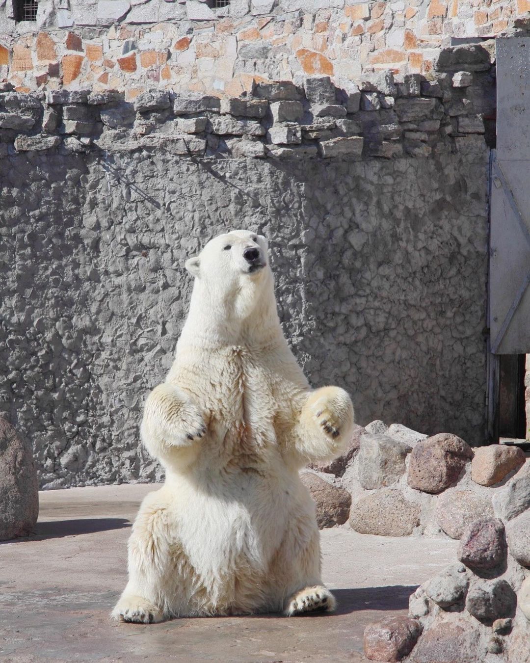 В Ленинградском зоопарке умерла белая медведица Услада, бабушка Хаарчааны