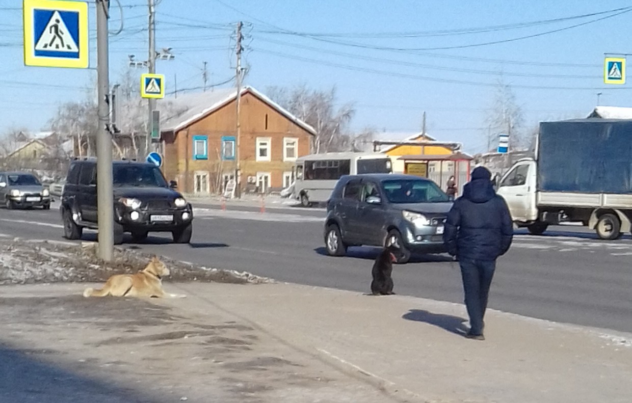 Чья стая собак пугает жителей ЯКСМК в Якутске?
