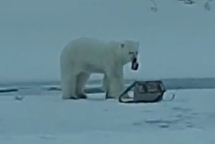 В Томпонском районе белый медведь украл у рыбака блесна