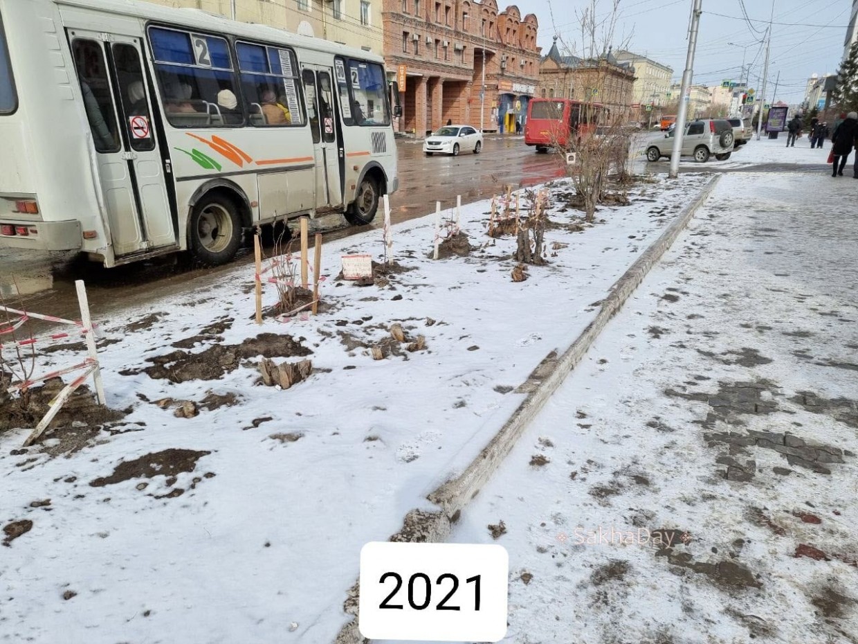 В Якутске на проспекте Ленина после вырубки деревьев снова посадили саженцы