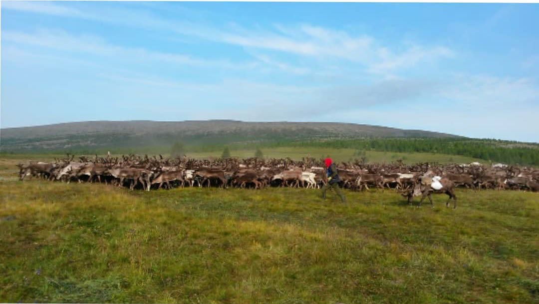 "В Ламынхинском наслеге участились случаи гибели оленеводов".  Глава обратилась к землякам