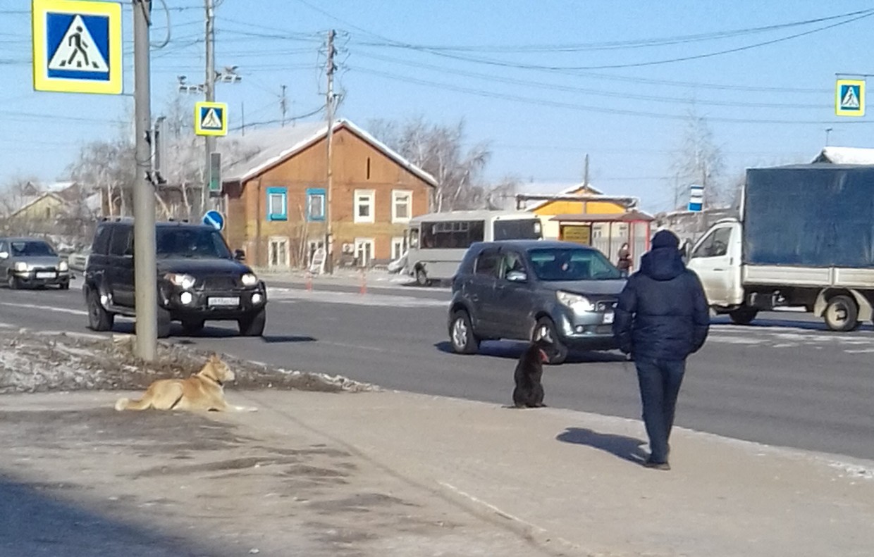 Чья стая собак пугает жителей ЯКСМК в Якутске?