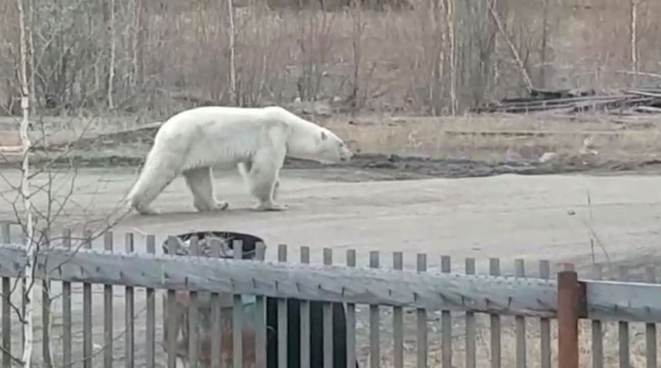 Белый медведь гуляет по поселку шахтеров в Якутии