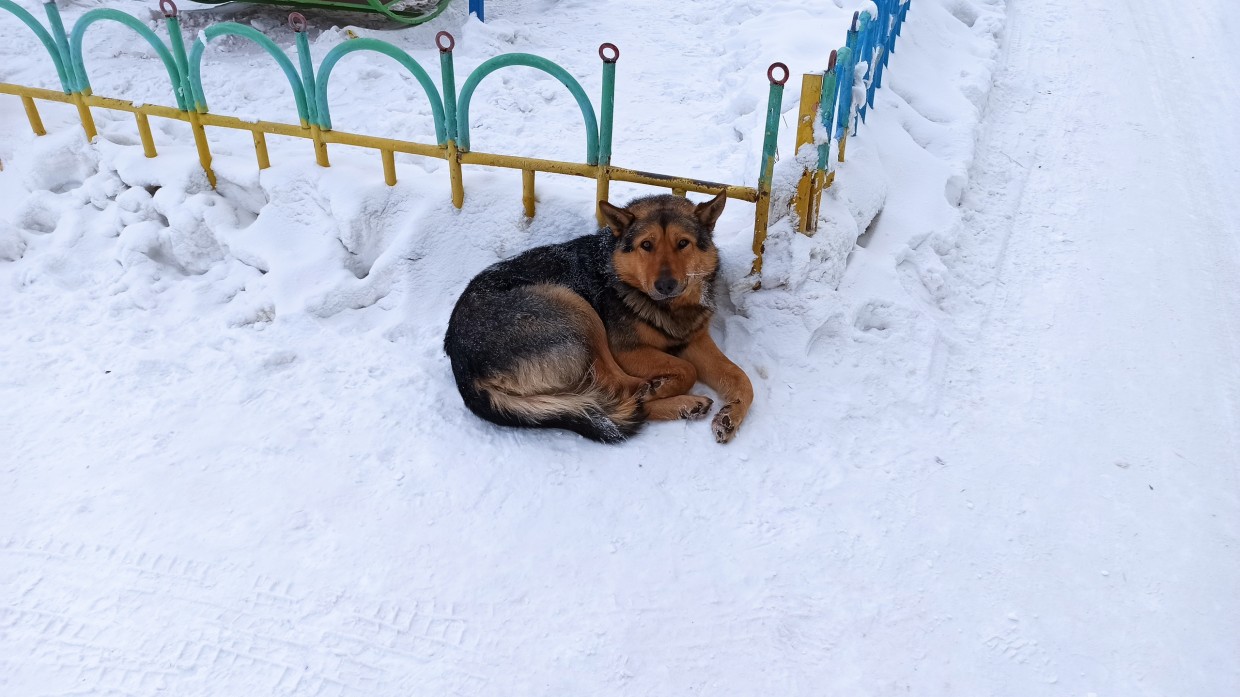 В Якутске неравнодушный горожанин спас 12-летнюю девочку от стаи собак