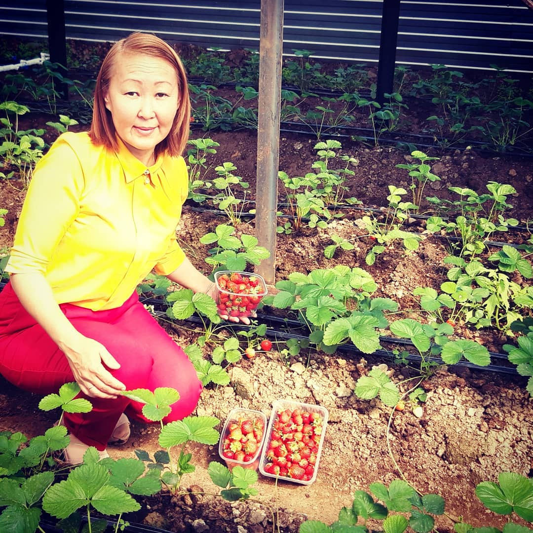 Благодаря гранту "Агростартап" в Вилюйске стали выращивать клубнику