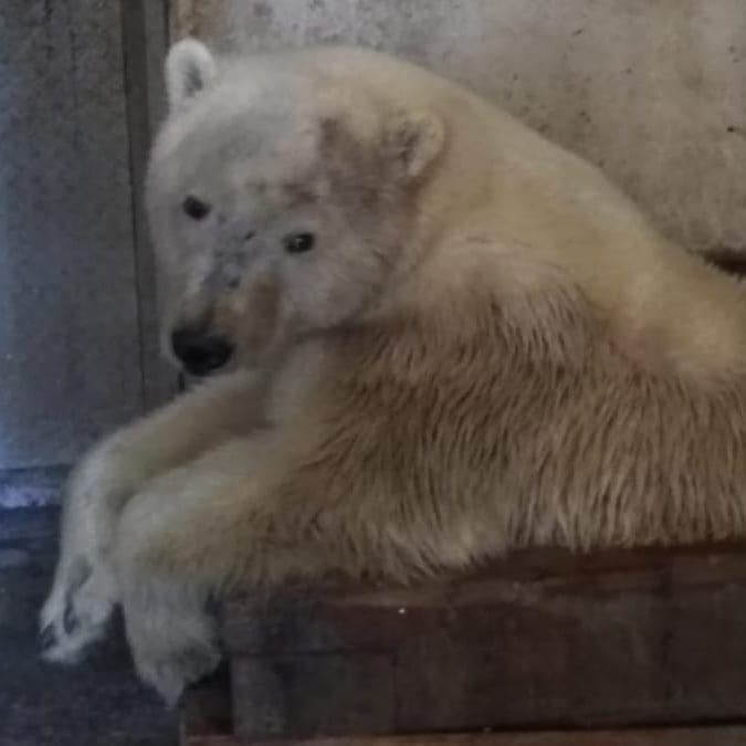 Белая медведица из Джебарики-Хая прилетела в Москву