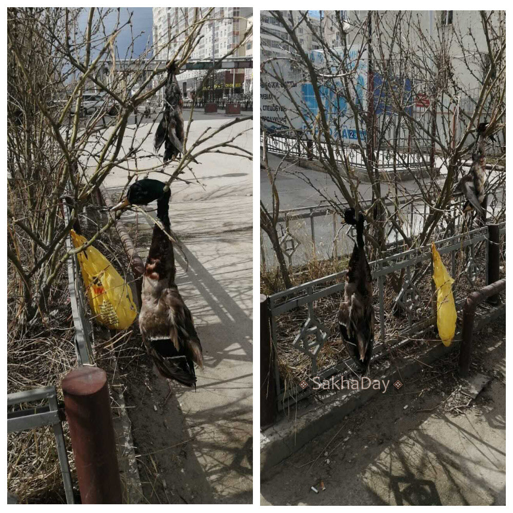 В Якутске неизвестные развешали на деревьях мертвую дичь