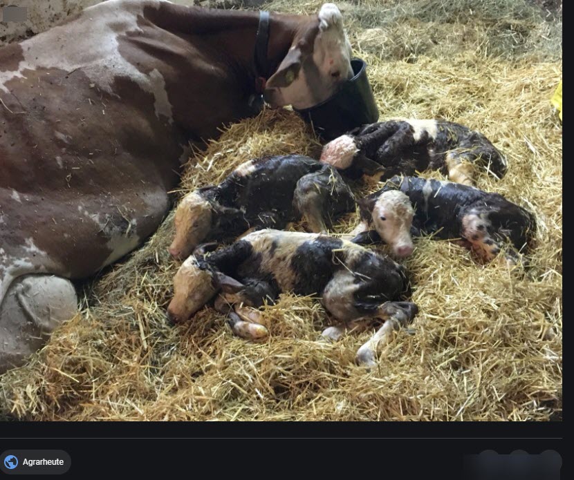 В Олекминском районе опровергли новость о корове, родившей четырех телят