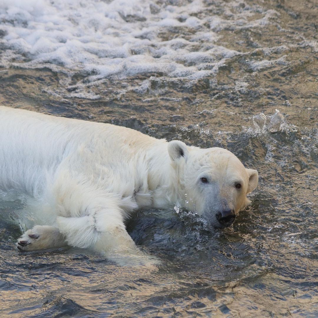 В Ленинградском зоопарке рассказали, как медведица Хаарчаана спасается от жары