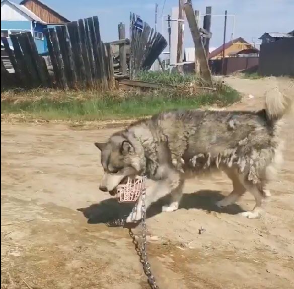 "Я хотела снять с него ошейник и отпустить", - героиня возмутившего всех видео рассказала, почему собиралась придушить собаку