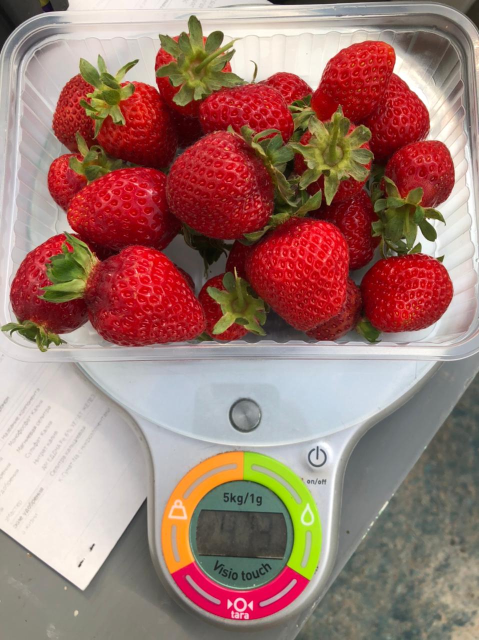 Многодетная семья из села Немюгюнцы выращивает клубнику в теплице