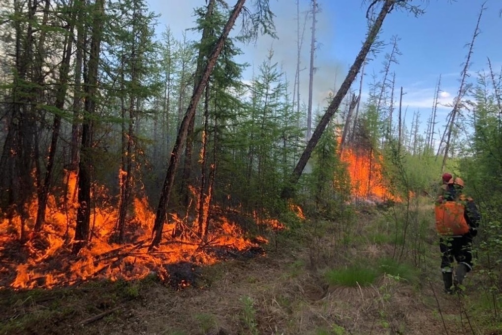 За истекшие сутки ликвидировано 3 лесных пожара