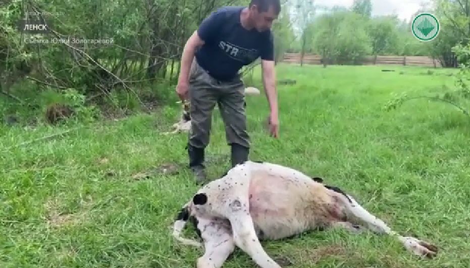 В Ленске безнадзорные собаки загрызли двух телят