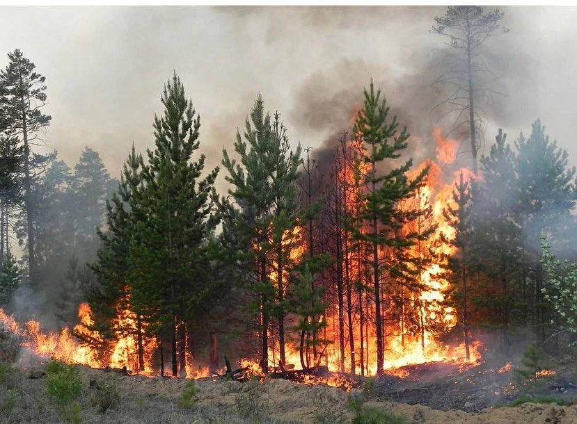 На территории республики по фактам лесных пожаров возбуждено 11 уголовных дел