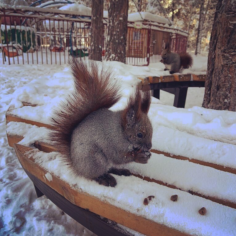 "В парке Якутска гибнут белки". Сигнал читателя