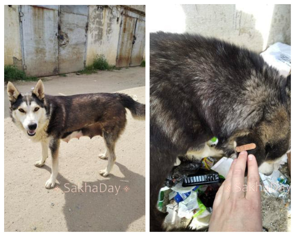 "В Якутске бирки размещают на нестерилизованных собаках?". Сигнал от читателя