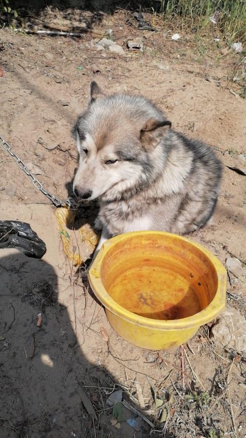 В Якутске женщина пыталась задушить маламута?