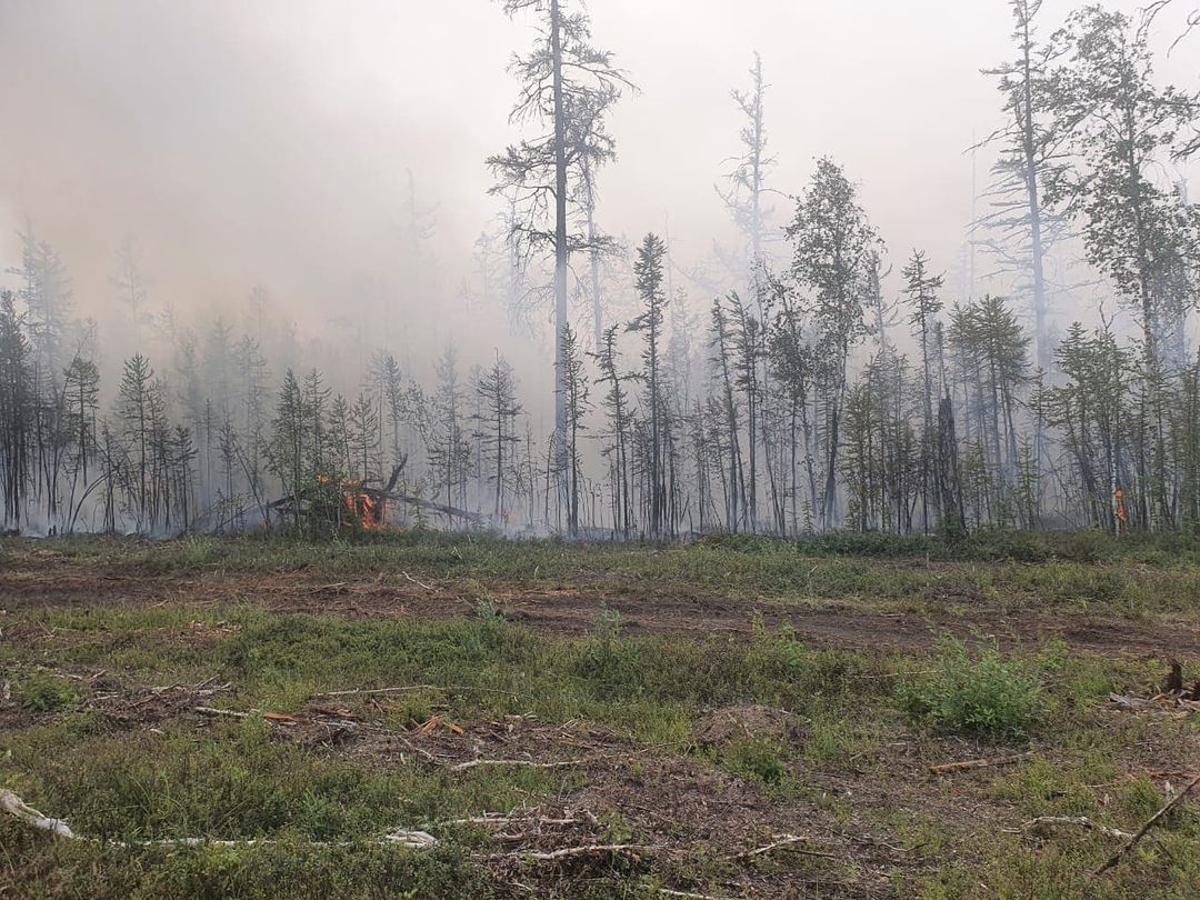 Экоактивистка Розали сообщила, что прекращает освещение темы лесных пожаров в Якутии