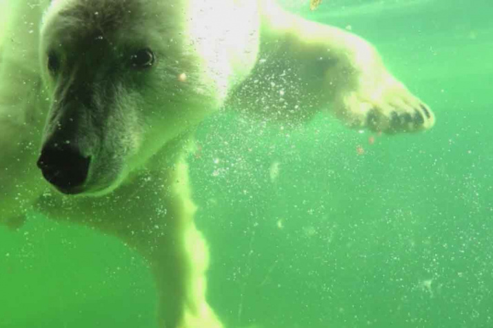 "Томпа — необычная личность": как живёт в зоопарке спасённая в Якутии белая медведица