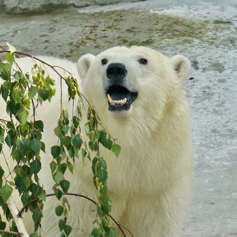 Началось голосование за имя для медведицы из Якутии