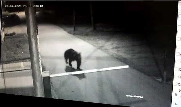 Медведь пробежал по территории детского дома в Алдане