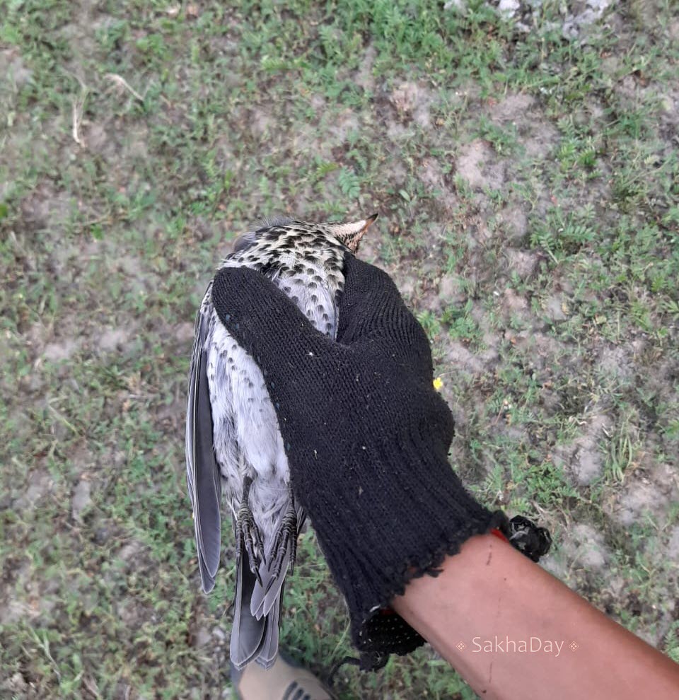 "В большинстве случаев дым не является причиной смерти птиц", - эксперт Sakhaday