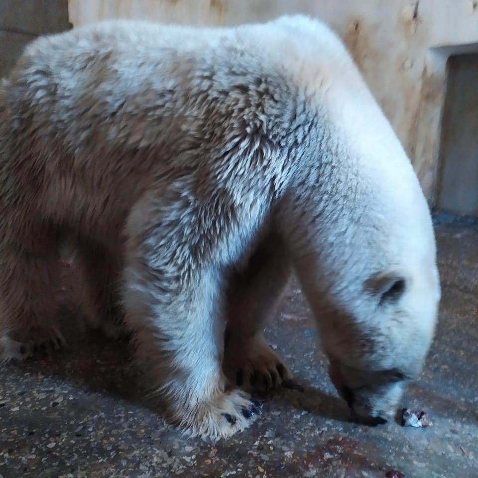 Белая медведица из Джебарики-Хая проходит реабилитацию в Москве