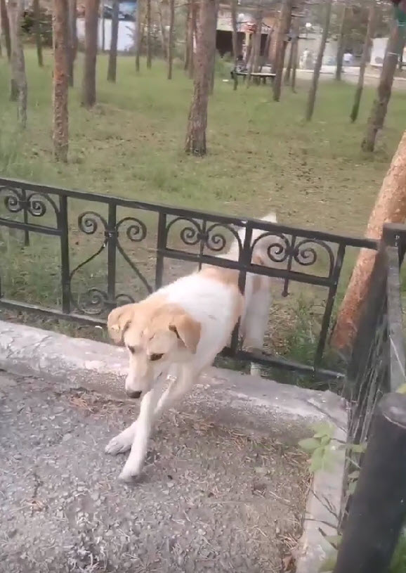 «Обитающие в парке собаки людям не мешают». Зоозащитники высказали мнение о «парковских» животных в Якутске