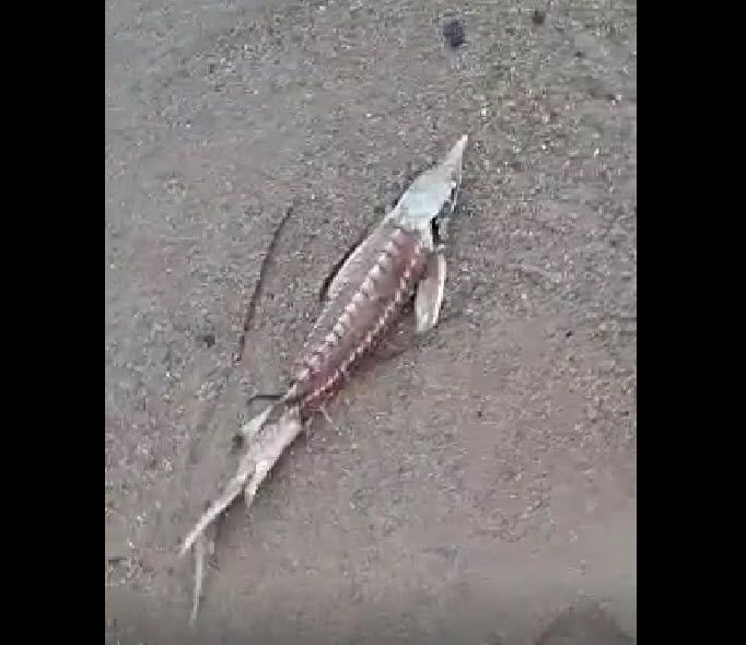 Осетры на берегу: экологическая катастрофа или браконьерский улов?