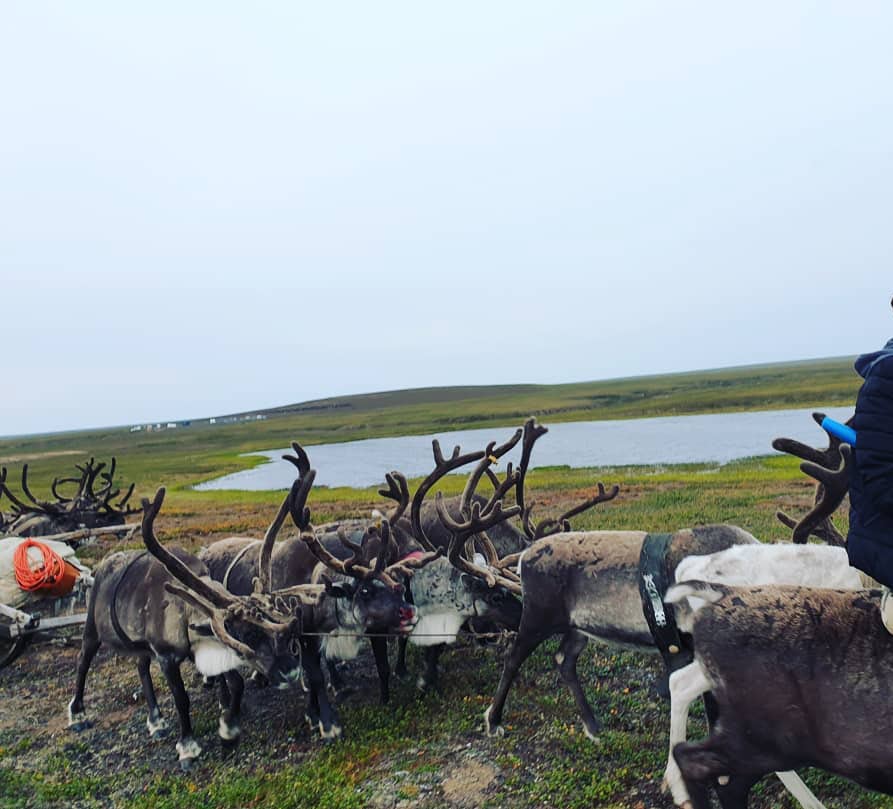 18 родовых общин и ип получат субсидии на организацию летней занятости детей в оленеводческих хозяйствах