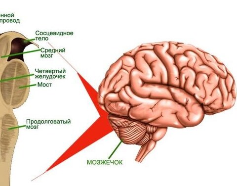 Российские ученые работают над продлением жизни людям с заболеванием мозжечка