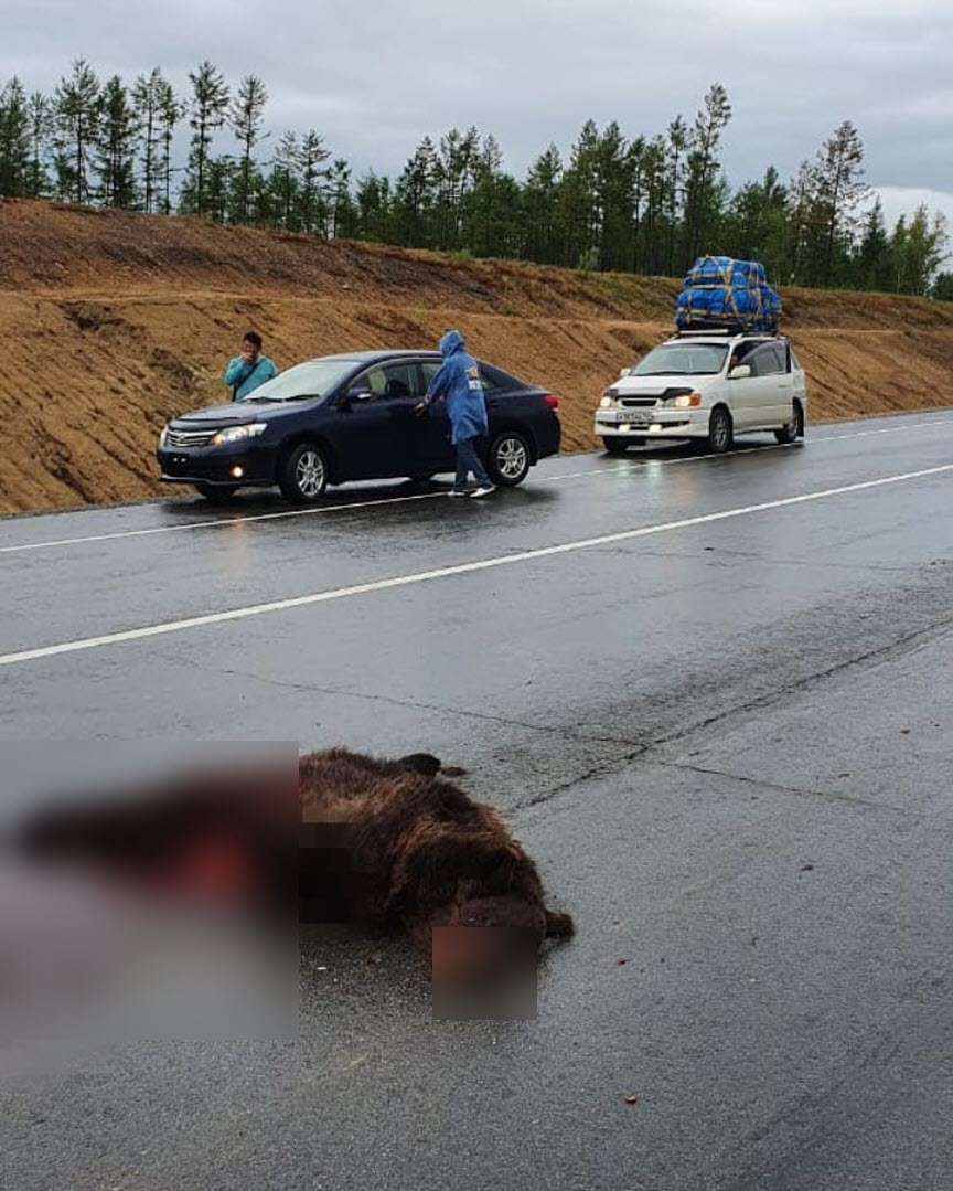 На федеральной трассе "Лена" возле Тынды сбили насмерть второго оставшегося в живых медвежонка
