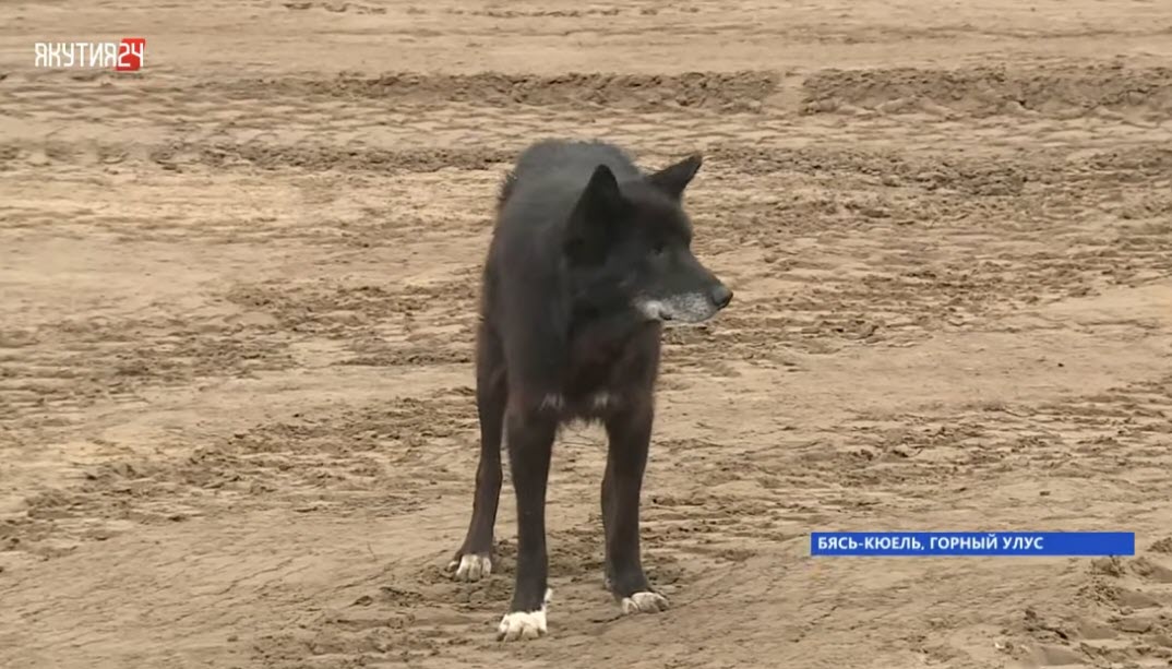 Пользователи соцсетей обеспокоились судьбой "Хатико" из Бясь-Кюеля