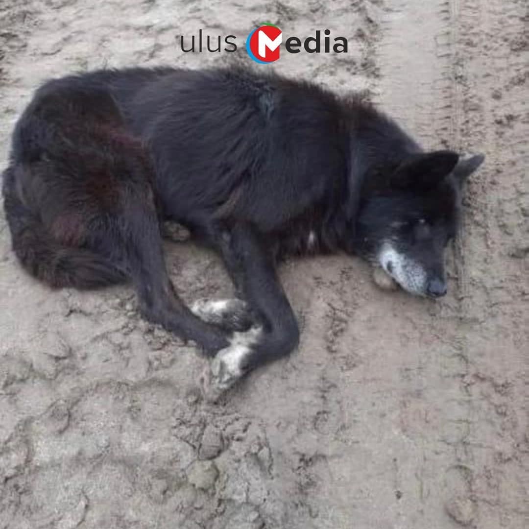 Волонтеры передали корм "Хатико" – Харачаасу из Бясь-Кюеля