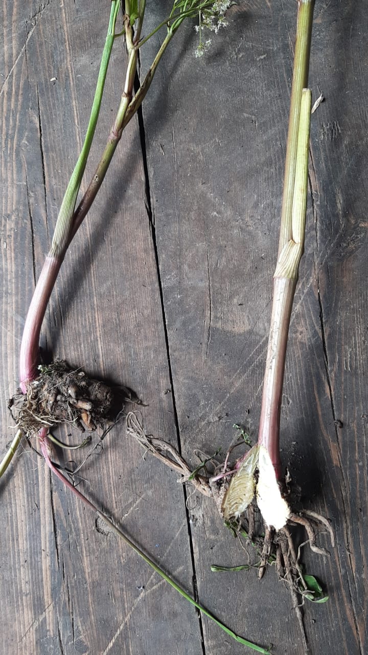 В Якутии зарегистрирован падеж коров от ядовитого растения