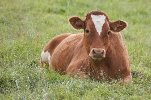 В Кобяйском улусе Якутии обнаружили 26 мертвых коров, ведутся поиски 52-х