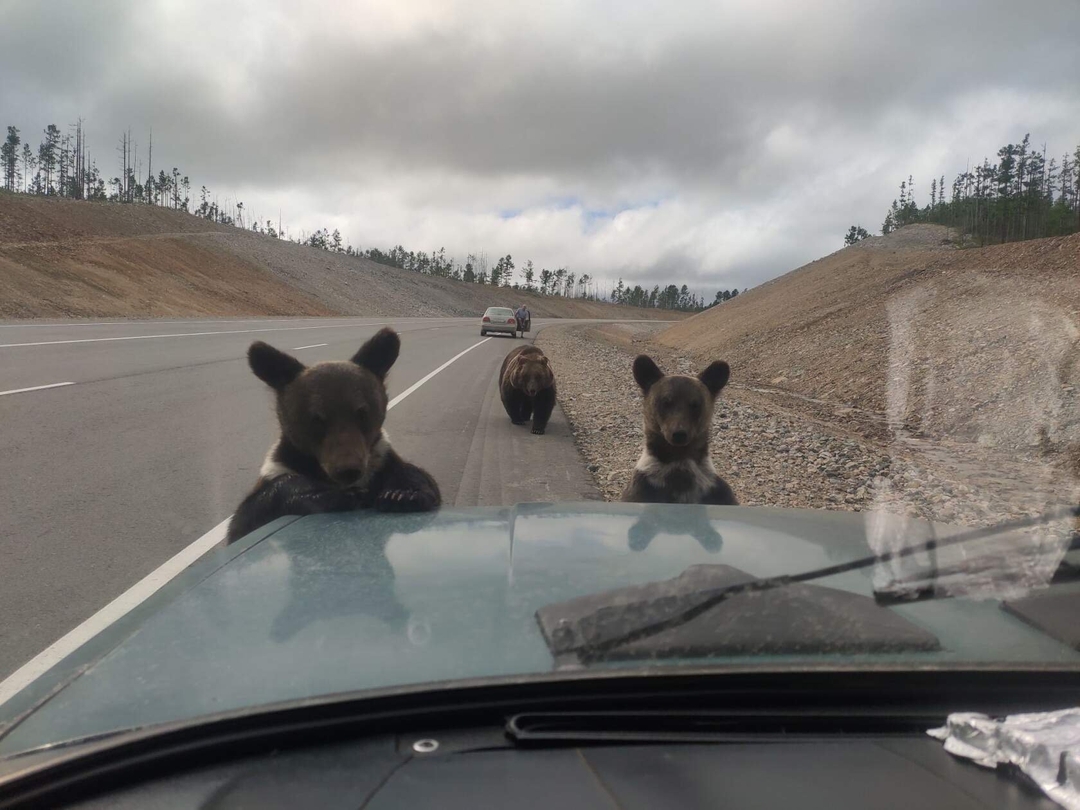 Якутяне узнали троицу медведей-рэкетиров