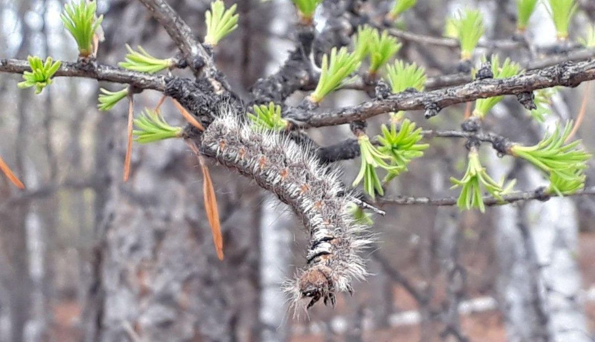 Где в пригородах Якутска травили шелкопряд. Карта