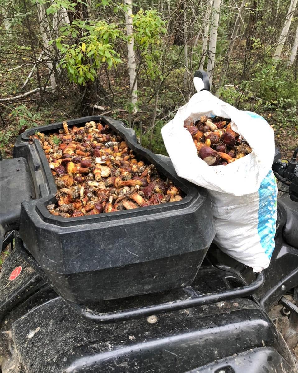 Якутяне открыли грибной сезон