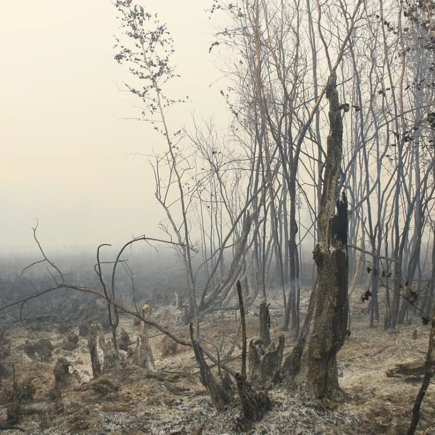 Директор парка "Ленские столбы": Огонь уничтожил лагерь читинских парашютистов. К счастью, никто не пострадал