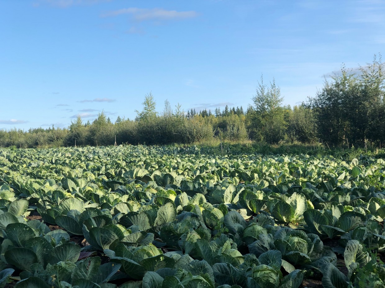 Хордоҕойго түргэнник ситэр салааны сайыннарыы