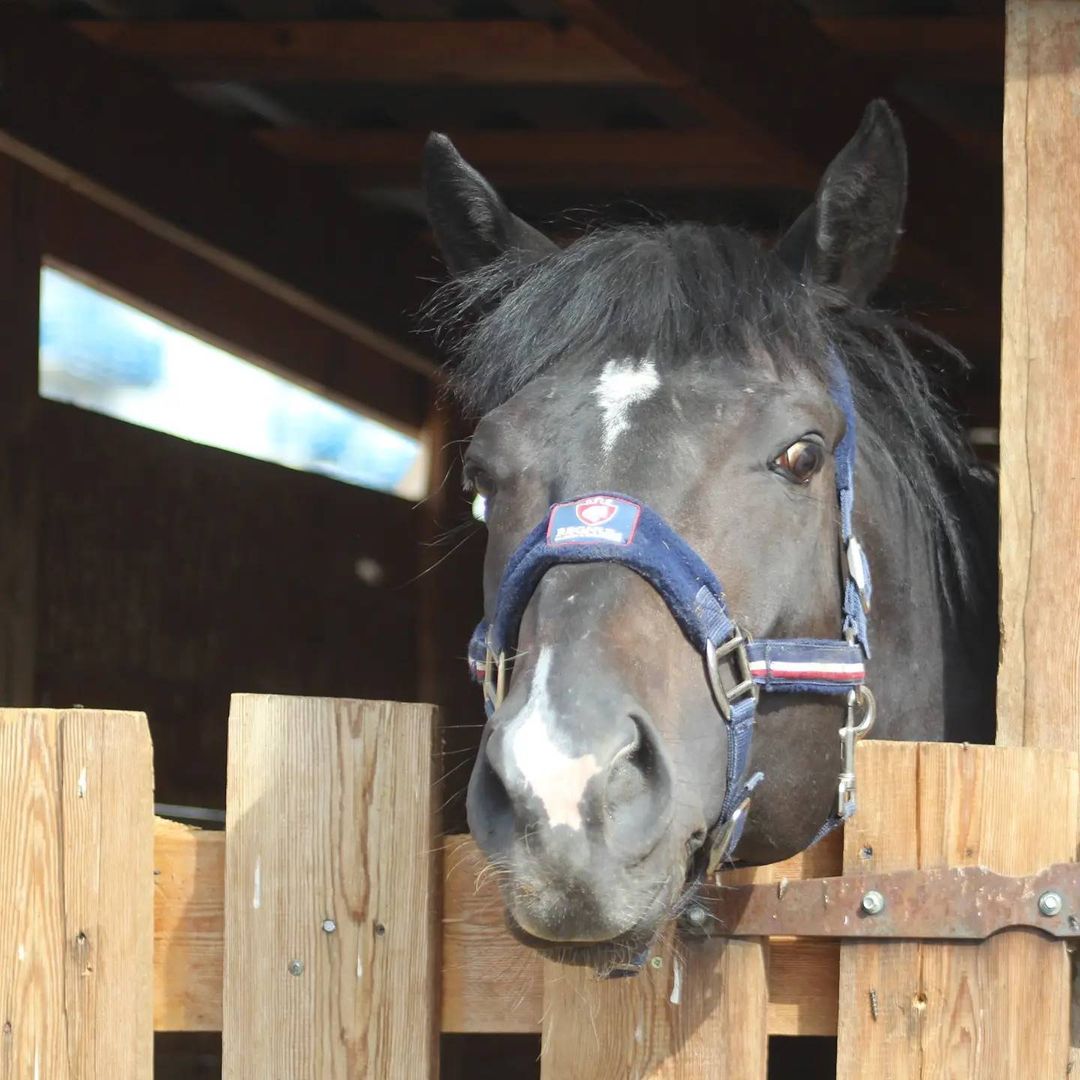 Лошадей-чемпионов, принадлежащих АГАТУ, могут пустить на убой. В конюшне отключили отопление